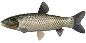 Grass Carp