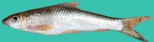 Mrigal Carp