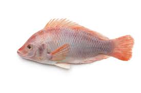 Tilapia