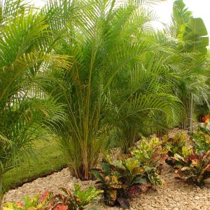 Areca Palm