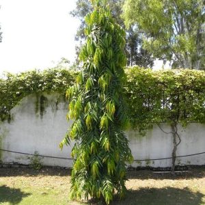 Ashoka pendula