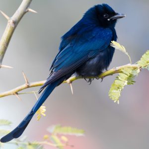 Black Drongo