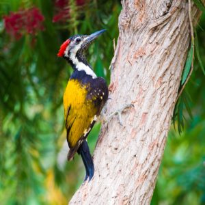 Black-rumped Flameback