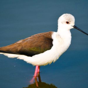 Black-winged Stilt (1)