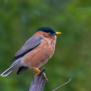 Brahminy Starling