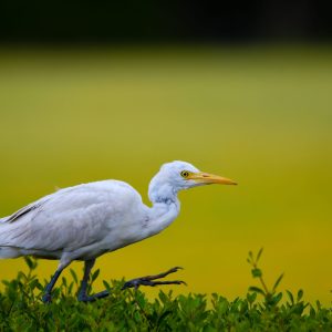 Cattle Egret (2)