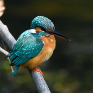 Common Kingfisher