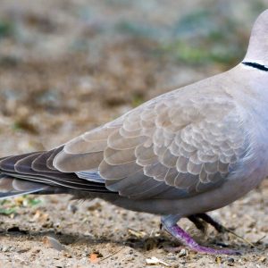 Eurasian Collared-dove (2)