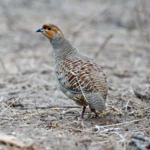 Gray Francolin
