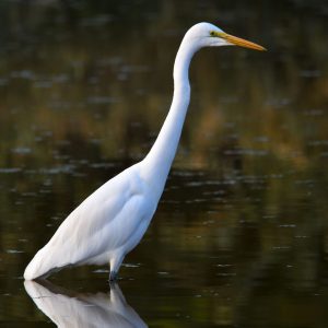 Great Egret (2)