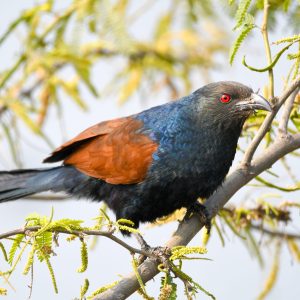 Greater Coucal (3)