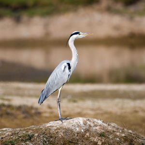 Grey Heron (2)