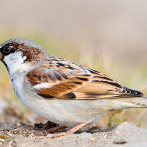 House Sparrow