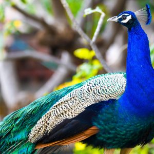 Indian Peafowl (1)
