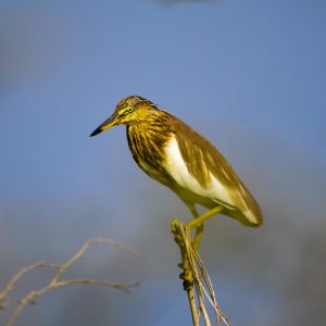 Indian Pond Heron