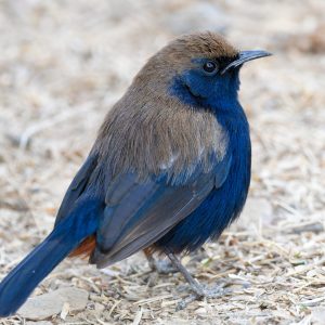 Indian Robin