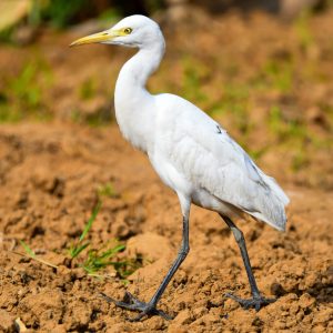 Intermediate Egret
