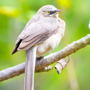 Large Grey Babbler (2)