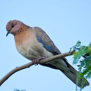 Laughing Dove (3)