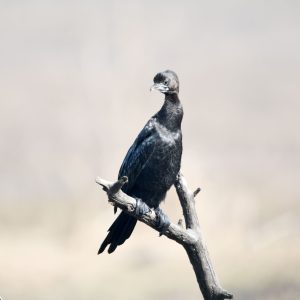 Little Cormorant