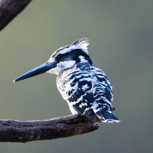 Pied Kingfisher
