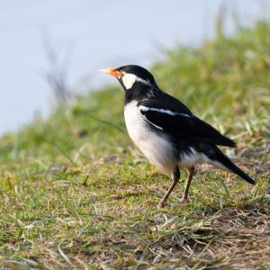 Pied Starling (1)