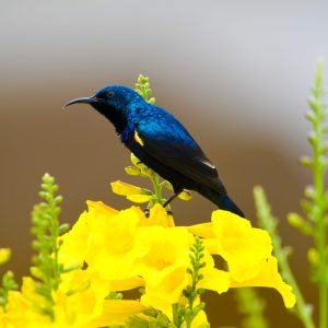 Purple Sunbird (2)
