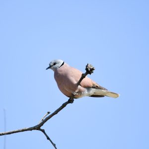 Red Collared Dove