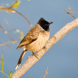 Red-vented Bulbul (1)