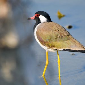 Red-wattled Lapwing (2)