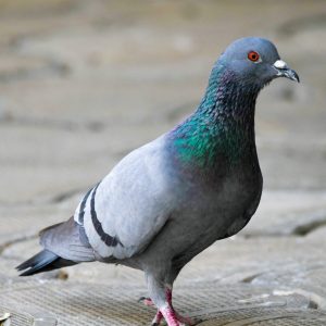 Rock Pigeon