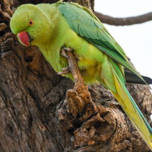 Rose-ringed Parakeet (1)