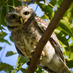 Spotted Owlet (2)