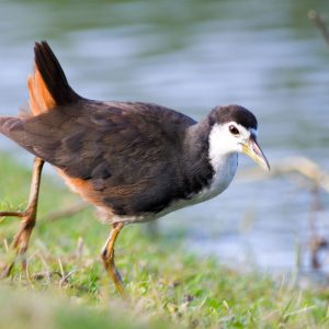 White Breasted Waterhen (1)