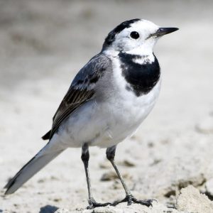 White-browed Wagtail