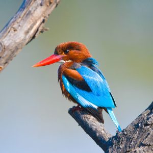 White-throated Kingfisher (2)